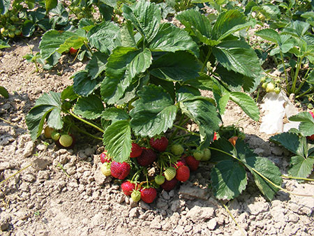 Unpicked strawberries in field