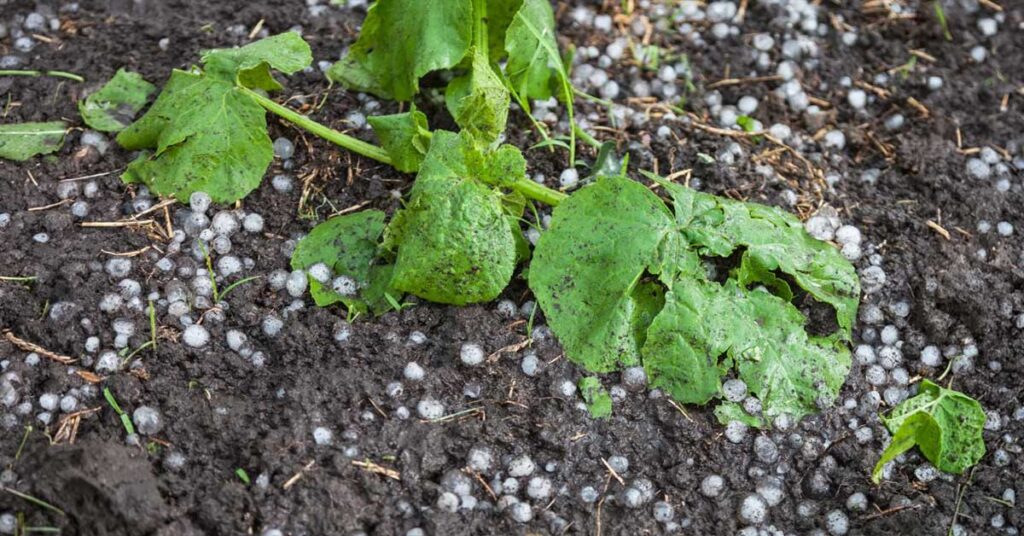 Plants damaged by hail