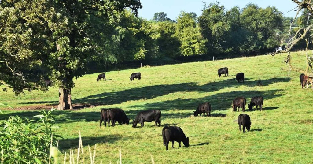 cattle grazing in connecticut pasture