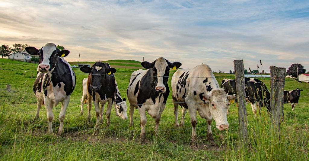 dairy cows looking curious