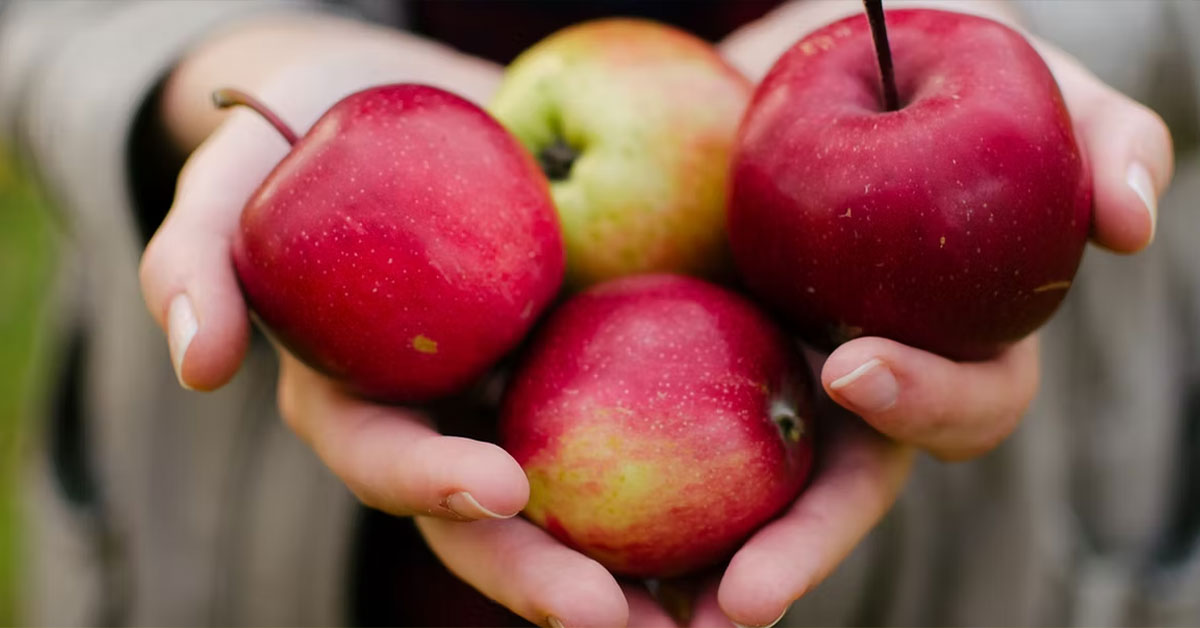 hands holding apples