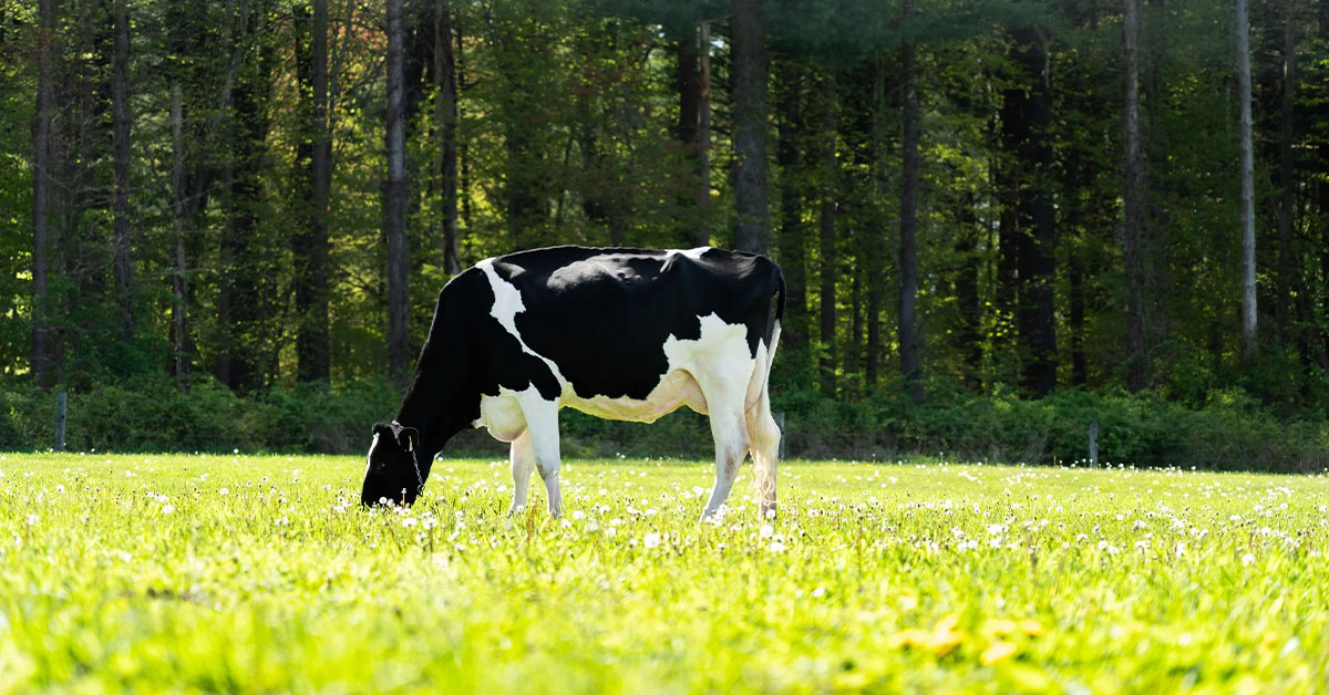 dairy cow in field