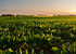 field of crops