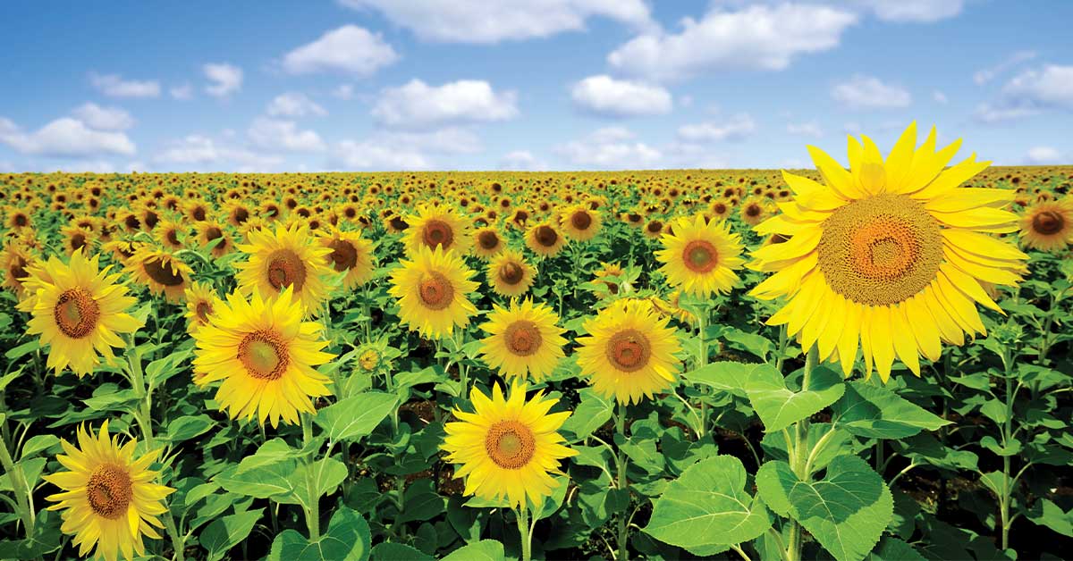 field of sunflowers
