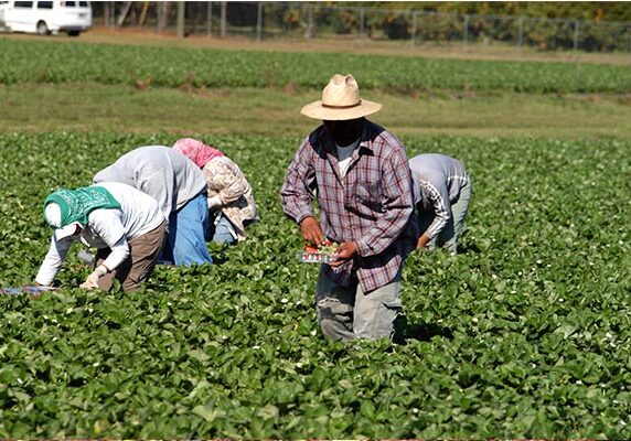 farm workers harvesting crops