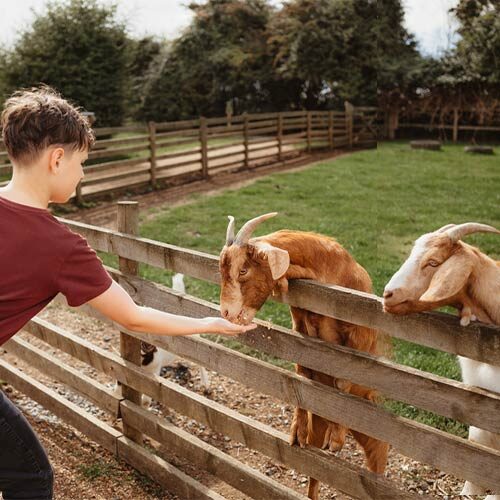 boy feeding goat on working farm