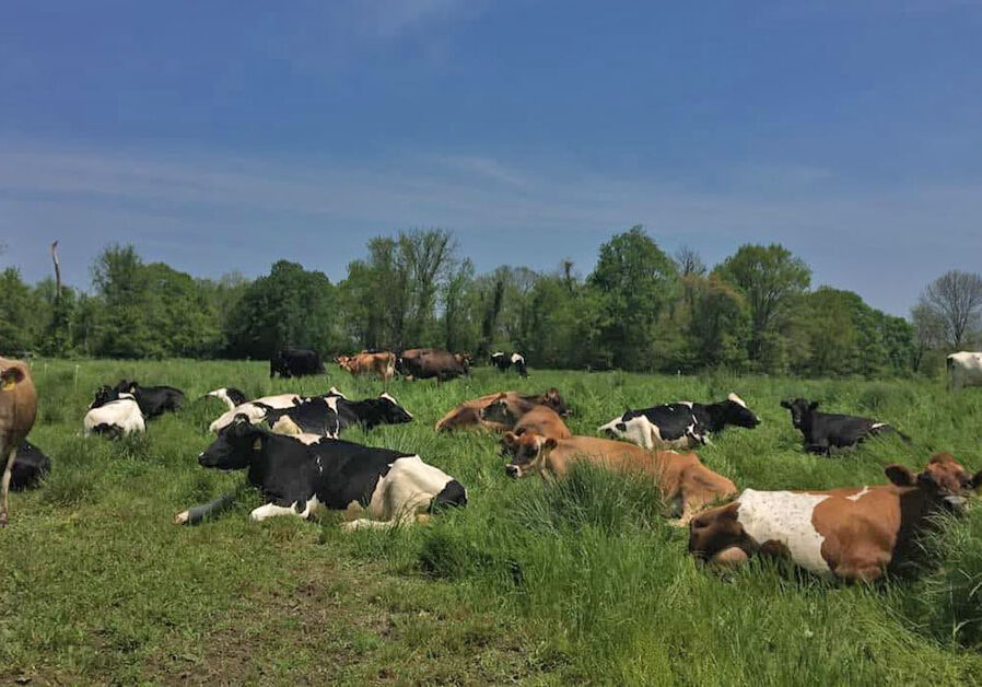 dairy cows resting in pasture