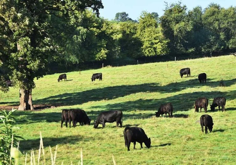cattle grazing in connecticut pasture