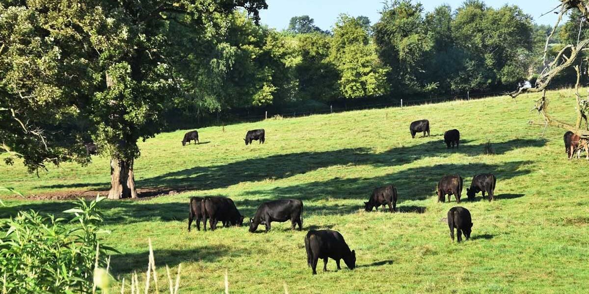 cattle grazing in connecticut pasture