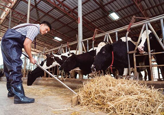 man shoveling hay in dairy barn