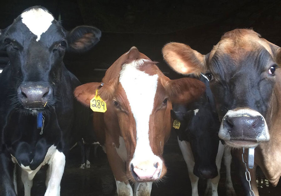 Closeup of three cows
