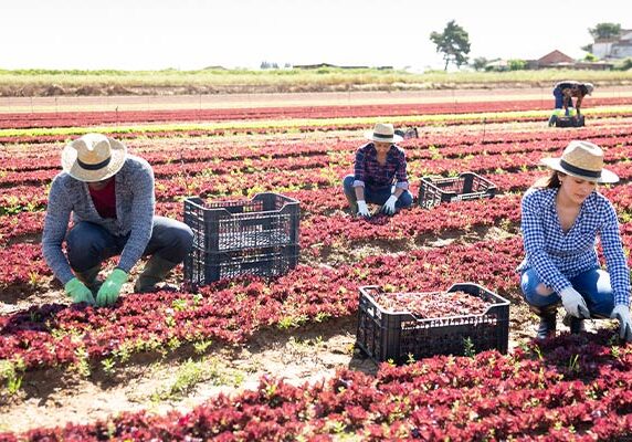 people picking greens