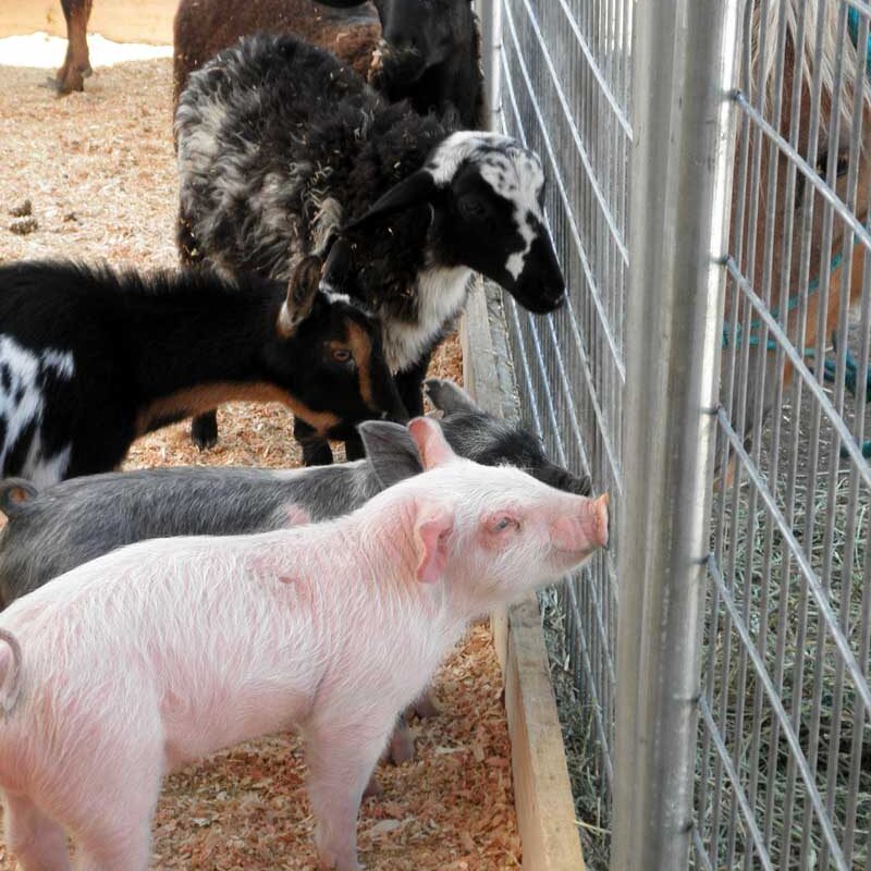 farm animals at county fair
