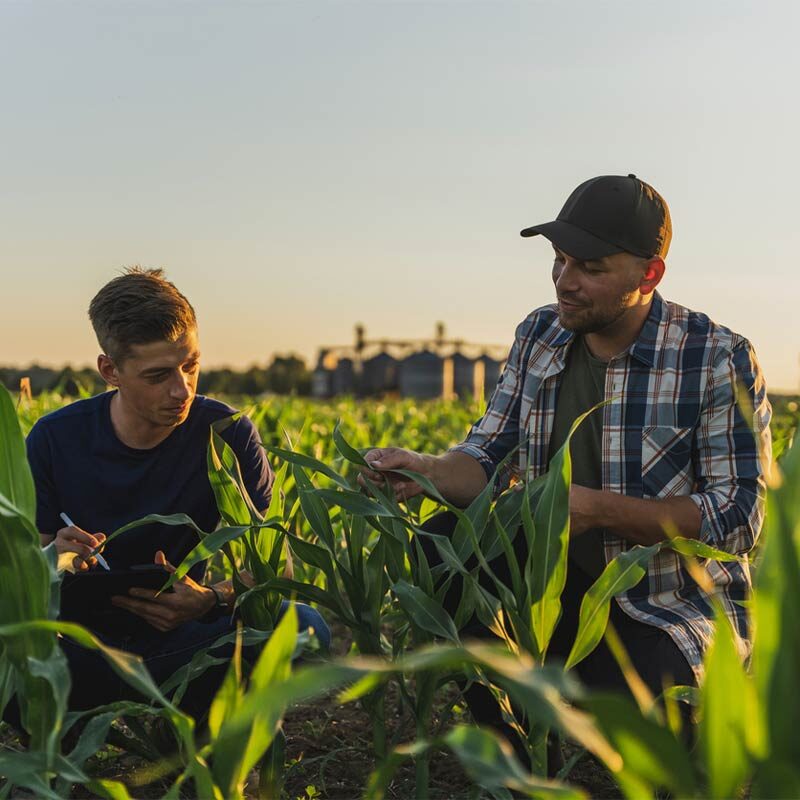 two farmers in cornfield, working on data