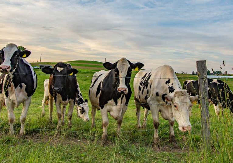 dairy cows looking curious
