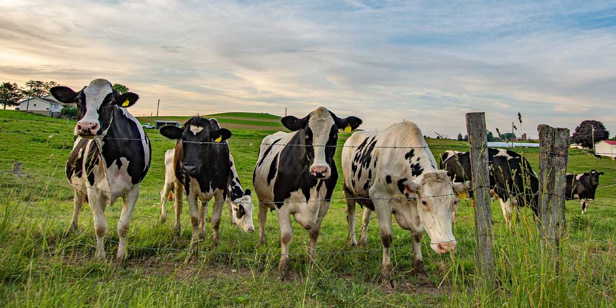 dairy cows looking curious