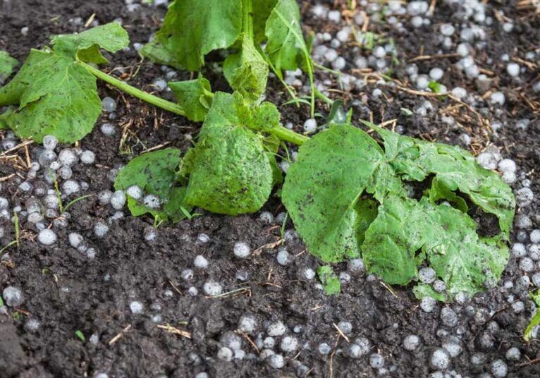 Plants damaged by hail