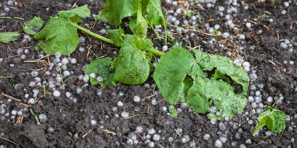 Plants damaged by hail