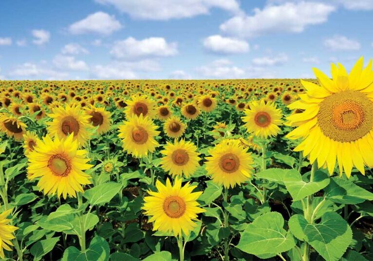 field of sunflowers