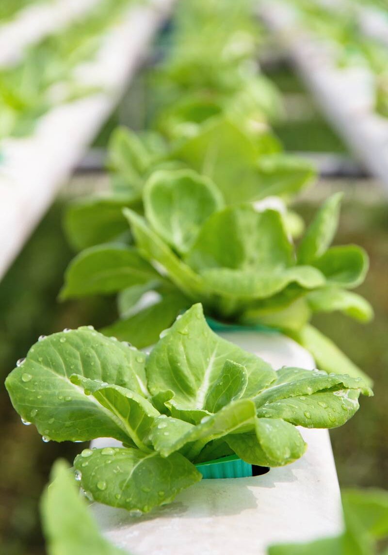 hydroponic greens