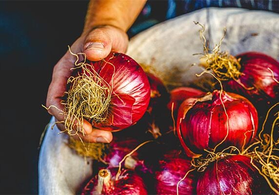 hand holding red onions