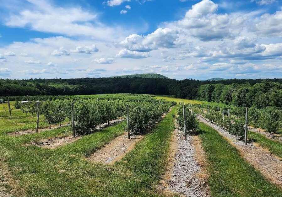 landscape of young orchard