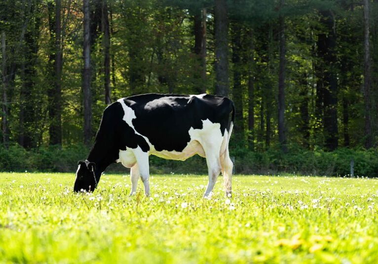 dairy cow in field