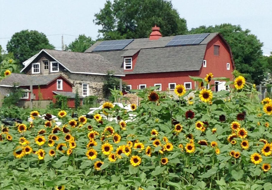 red barn with sunflowers in foreground