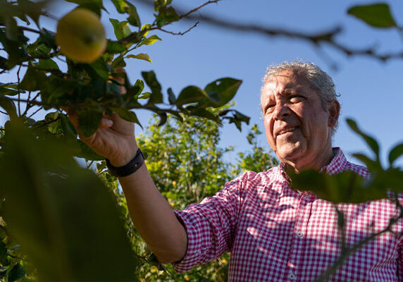 older farmer picking a lemon