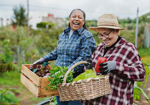 older women harvesting vegetables